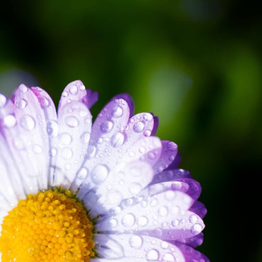 Fotokopi alanı olan kare çiçek arkaplanı. Köşesinde sarı çekirdekli pembe papatya çiçeği ve sulu ince yapraklı su damlaları.