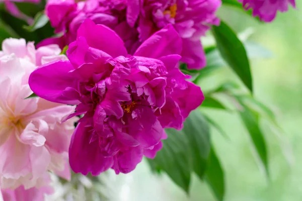 Flores Peônia Com Muitas Pétalas Magenta Colorido — Fotografia de Stock