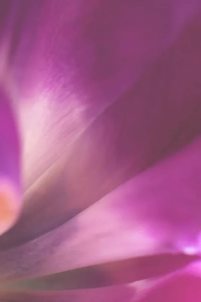Розмита Вертикальна Фотографія Крихкими Пелюстками Частина Квітки Тюльпанів — стокове фото