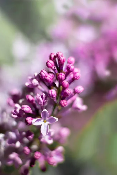 ボケ効果でライラックの花や蕾の枝がぼやけてしまいます — ストック写真