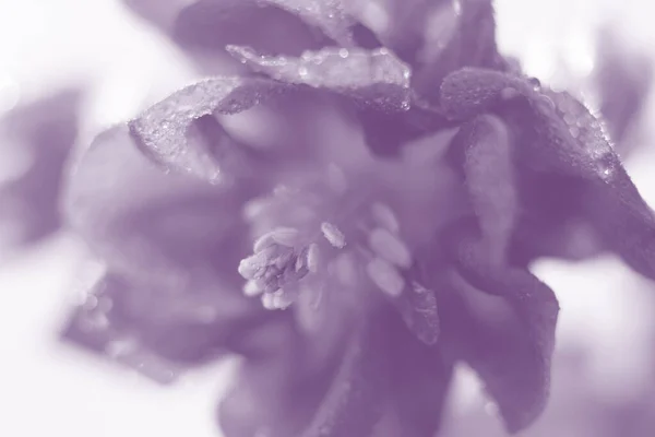 Monocrome toned backdrop in purple tones made of blooming aquilegia flower