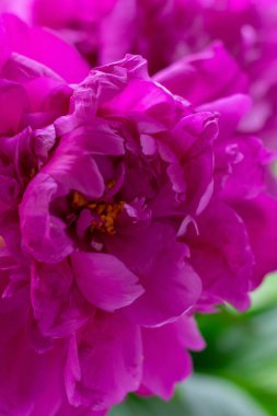 Dikey pembe şakayık çiçeği fotoğrafı. İlk bahar çiçeği