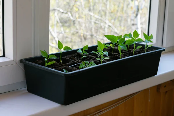 Toenemende Oogst Van Paprika Jonge Planten Met Groene Bladeren Box — Stockfoto