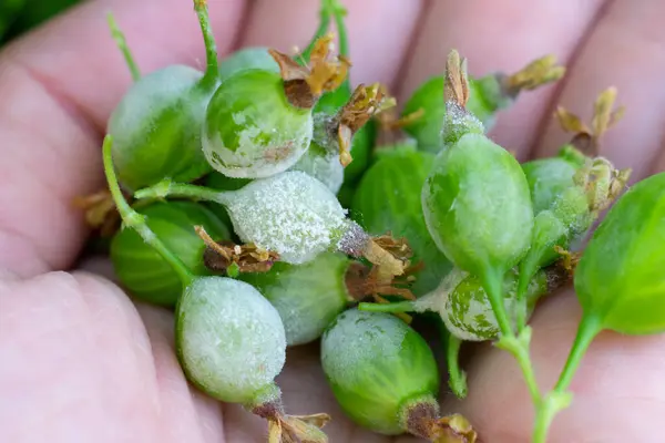 Extremely close up photo of Little young unripe gooseberry berries damaged by Powdery mildew fungi. Harvest desease — Stock Image Extremely Close Photo Little Young Unripe Gooseberry Berries Damaged Powdery Stock Photo