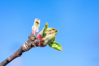 Baharda mavi bulutsuz gökyüzünün üzerinde büyüyen yeşil elma ağacı yapraklarının makro fotoğrafı. Küçük yeşil elma burgers