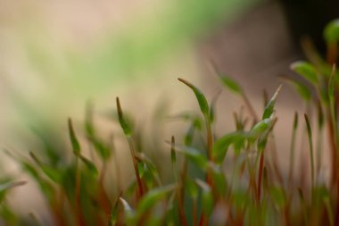 Yeşil spor kapsüllü bryum yosunları (Pohlia fındıkları) toprakta yetişiyor. Yosun resmini kapat