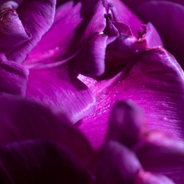 Çiçek lalesinin kare biçiminde ve güneş ışığında bir sürü parlak taç yaprağı..