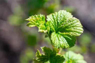 Siyah frenk üzümü çalılarının üzerine oyulmuş küçük parlak yeşil yapraklar. Bulanık arkaplan, ilkbahar ağaçları bitki örtüsü
