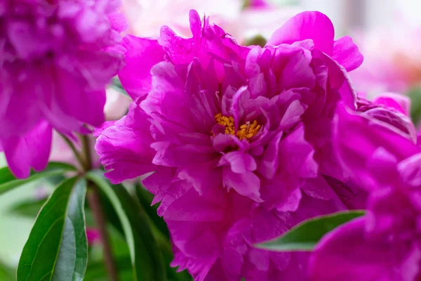 Magenta Colored Peony Flowers Green Leaves — Stock Photo, Image