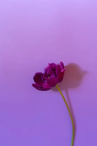 コピースペース付きの単一のオブジェクト写真 紫色の背景に柔らかい花弁と長い影の多いチューリップのトップビュー — ストック写真