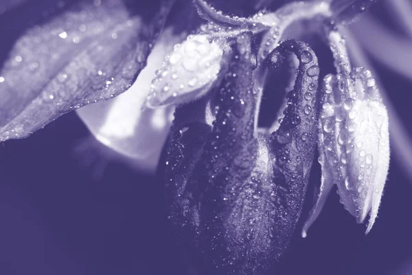 Фон Фиолетовых Тонах Макро Вида Цветок Аквилегии Крошечными Капельками Воды — стоковое фото