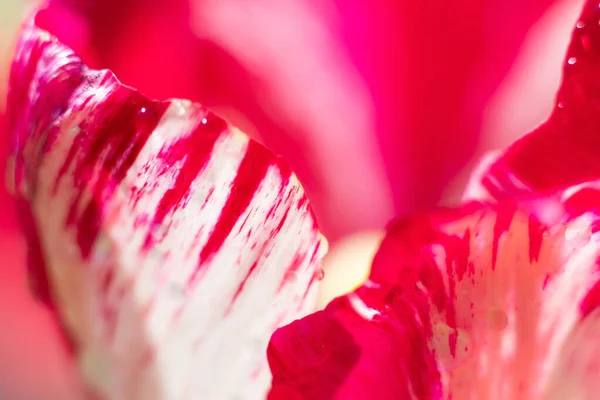 Червоний Тюльпан Великою Кількістю Смуг Впритул Квітковий Фон — стокове фото