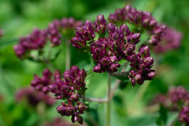 Bahçede yetişen Oregano bitkisi yeşil yapraklarla çiçek açıyor. Marjoram çeşnili mor çiçekler ve yemek malzemesi..