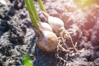 Köklü sarımsaklı karanfil ve yerde yeni yeşil lahanalar yetişiyor. Çiftlikte sebze yetiştirmek ve yetiştirmek. Makro fotoğraf