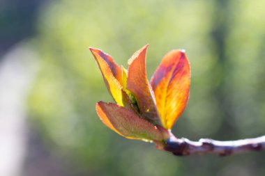 Baharda çilek ağacı filizlenir. Aronia 'nın genç dalının Macro küçük kırmızı yaprakları ya da yeşil zemin üzerinde bokeh efektli böğürtlen ağacı. 