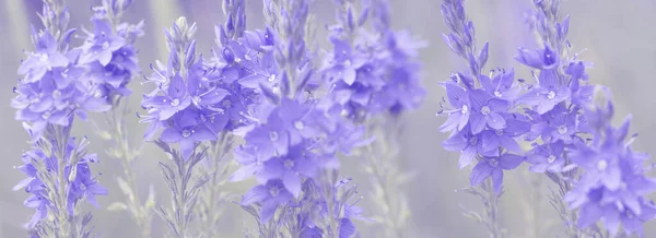 Backdrop made of purple toned floral banner with lots of violet Veronica flowers. Copy space