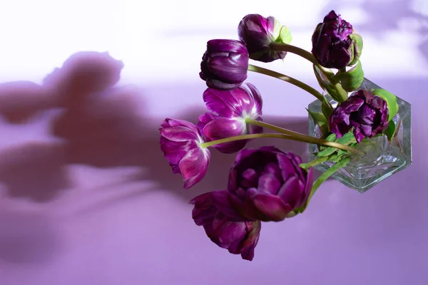 長い影 トップビューと直射日光のガラス花瓶に多くの花弁を持つ紫色のチューリップの春の花の花束 — ストック写真