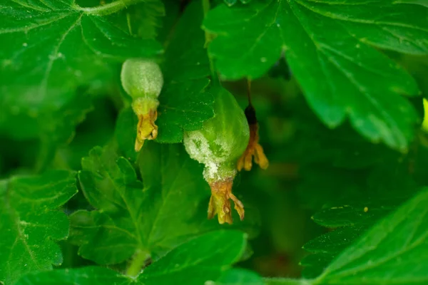 Gooseberry berries on bush with white mold called powdery mildew or fungal mold.Bush berry