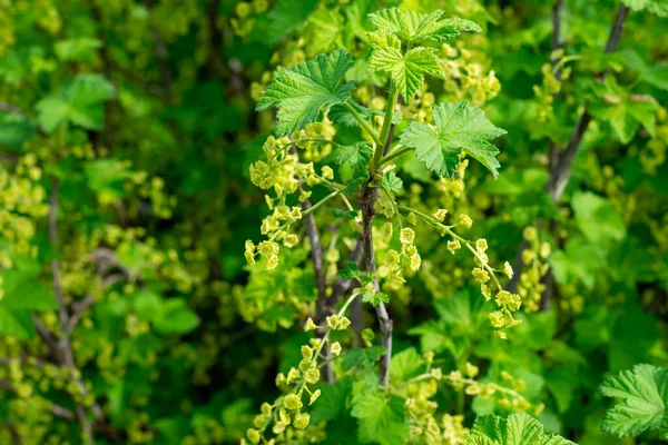 Flores Verdes Jovens Passa Corinto Vermelha Tempo Primavera Luz Solar — Fotografia de Stock