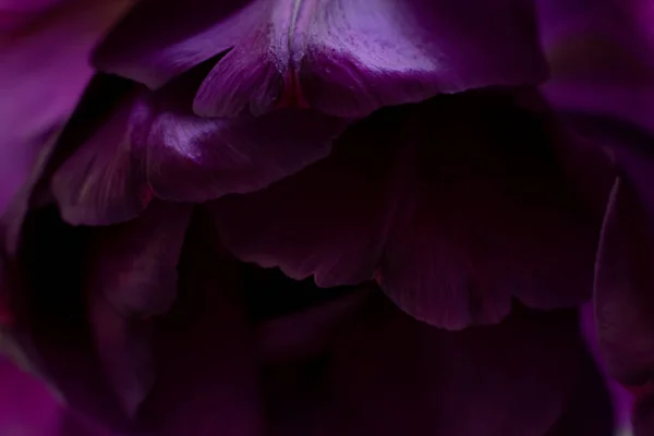 Макро Фото Багатьох Темно Фіолетових Тюльпанів Пелюсток Квітки Квітковий Фон — стокове фото