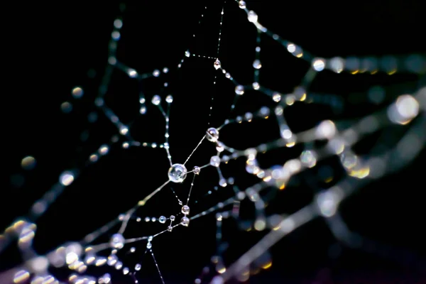 Natural Background Filigree Spiderweb Lots Tiny Droplets Web Threads Macro — Stock Photo, Image