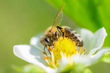 Bal arısı beyaz çilek çiçeğinden polen topluyor. Yazın böğürtlen bahçesi.