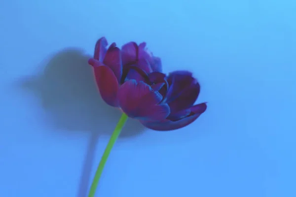 Close Única Tulipa Violeta Grande Com Sombras Longas Fundo Azul — Fotografia de Stock