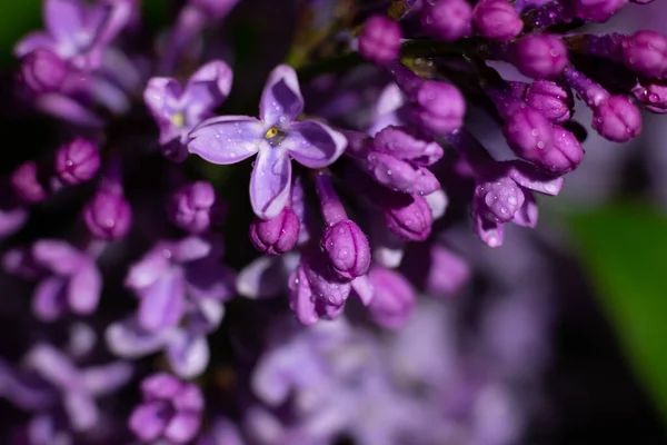 Flores Lilás Molhadas Burgeons Prontos Para Florescer Foto Botânica Vista — Fotografia de Stock