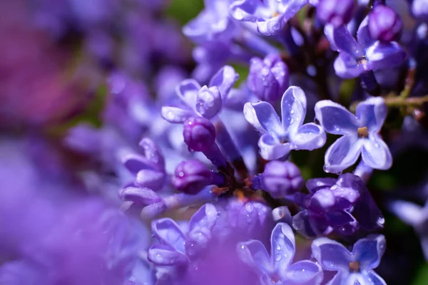 Foto Lente Foco Suave Lilás Violeta Pequeno Flowers Purple Fundo — Fotografia de Stock