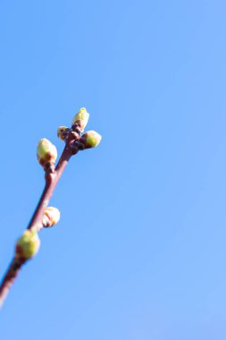 Mavi açık gökyüzü ve küçük yeşil yapraklı ince kiraz ağacı dalı. İlkbaharda meyve tarlalarında ve bahçelerde