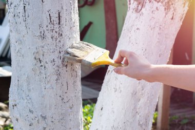 Beyazlatıcı meyve ağaçları güneşten ve sıcaktan korunmak için gövde olarak kullanılır. Hastalık, böcek ve mantarı tanıtmak için su bazlı lateks boyayla genç meyve ağaçları boyamak.