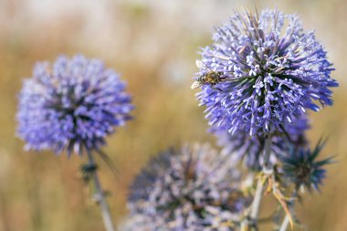Büyük sarı ve siyah çizgili arı, 