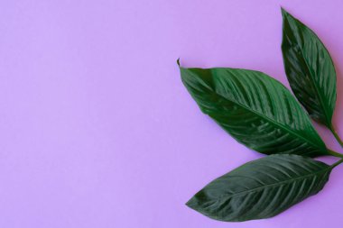 Kopyalama alanı olan botanik düzeni. Boş mor arkaplanda mesaj için büyük yeşil yapraklar. Tasarımcılar için malzemeler