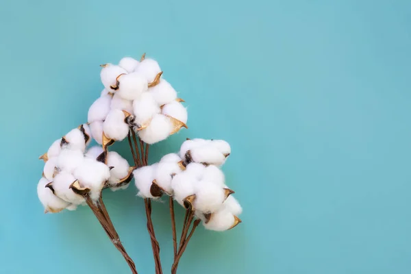 Fondo Botánico Natural Con Grupo Ramitas Algodón Sobre Fondo Azul — Foto de Stock