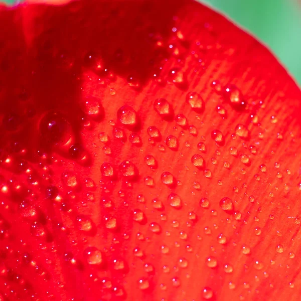 Kwadratowe Zdjęcie Czerwonego Tulipana Kwiatowy Tle Dużo Małych Kropel Wody — Zdjęcie stockowe