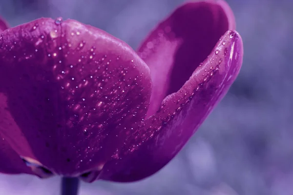 Toned Magenta Colored Opened Tulip Flower Bright Sunbeams Backdrop Violet — Stock Photo, Image