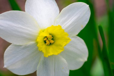 Polen ve yeşil yapraklı sarı çekirdekli güzel beyaz narsist çiçeklerin makro görüntüsü. Bahçede açan ilk bahar çiçeği.