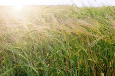 Yazın parlak güneş ışığında bir sürü yeşil buğday bitkisi olan tarım arazisi