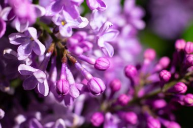 Bir sürü çiçek açan leylak çiçekleri ve tomurcukları. Makro çiçekli fotoğraf.