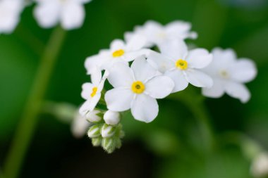 Yeşil arka planda Bokeh etkisine sahip bir grup yabani küçük çiçek. Bahçede büyüyen çiçekler