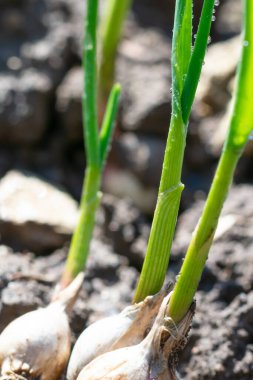 Su damlacıklarıyla sarımsak filizleri. Sarımsak karanfilleri yere ekilir. Dikey biçim