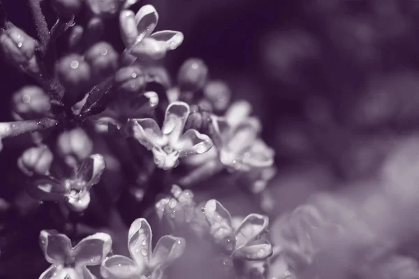 Fundo Tonificado Com Flores Lilás Primeiras Flores Primavera Foto Lente — Fotografia de Stock
