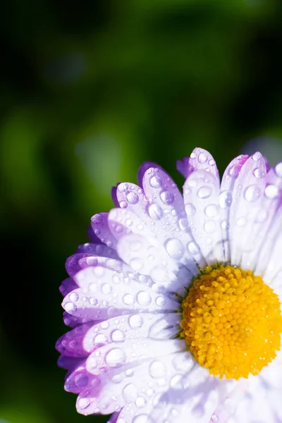 Vertical sunlit marguerite flower in corner with copy space. Water drops on pink petals
