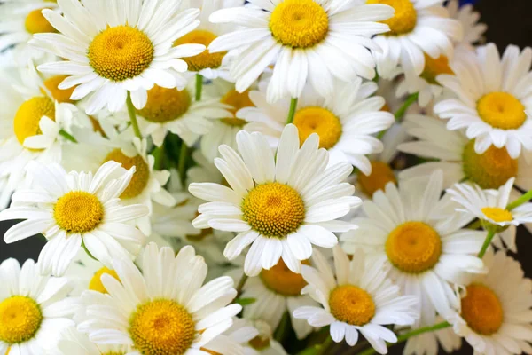 Цветочный Фон Верхнего Вида Многих Белых Ромашковых Цветов Желтыми Сердцами — стоковое фото