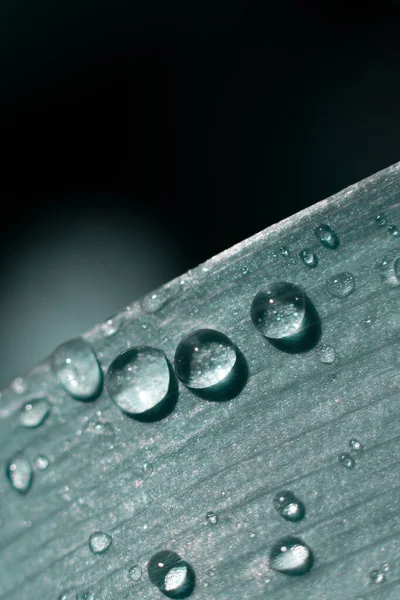 Vertical Photo Toned Green Leaf Macro Water Drops Bright Sunlight — Stock Photo, Image