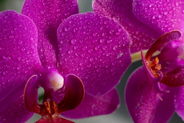 Vista Perto Belas Flores Orquídea Cor Magenta Brilhante Cultivo Orquídeas — Fotografia de Stock