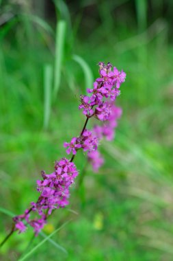 Pinl renkli Viscaria vulgaris çiçekleri ayrıca yapışkan catchfly olarak da bilinir veya yeşil bulanık arkaplandaki yapışkan campion bokeh efektli. Dikey format