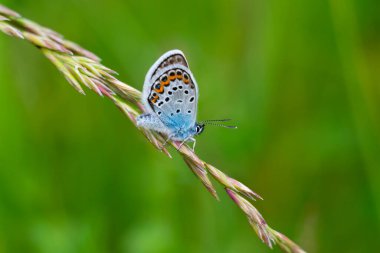 Turuncu ve siyah noktalı mavi gri kelebeğin yakın görüntüsü. Aynı zamanda Lycaenidae olarak da adlandırılır. Bulanık yeşil arka planda koyu yeşil çimenlerin üzerine silikonur ve bokeh etkisi yaratır.. 