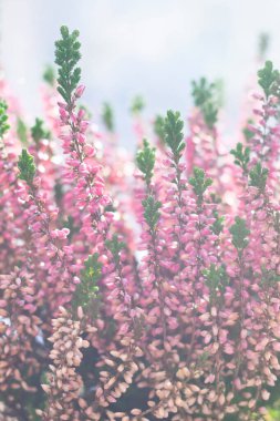 Çiçek açan Heather çiçeklerinden oluşan çiçek arka planında Callluna Vulgarus olarak bilinen bokeh etkisi var. Dikey biçim
