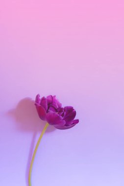 Tek mor çiçekli dikey yerleşim pembe ve mor renkli arkaplan üzerinde lale çiçeği açtı
